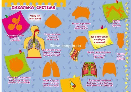 Велика книга "Розвиваючі наклейки. Розумні завдання. Тіло людини" (укр)