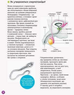 Книга для дітей Енциклопедія статевого життя. 10-13 років