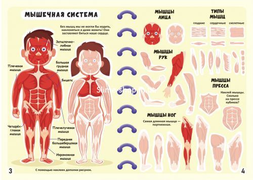 Книга "Меганаклейки. Тело человека" (рус)